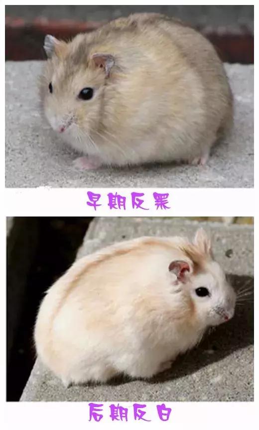 坎贝尔仓鼠和加卡利亚仓鼠,仓鼠生育的小仓鼠种类