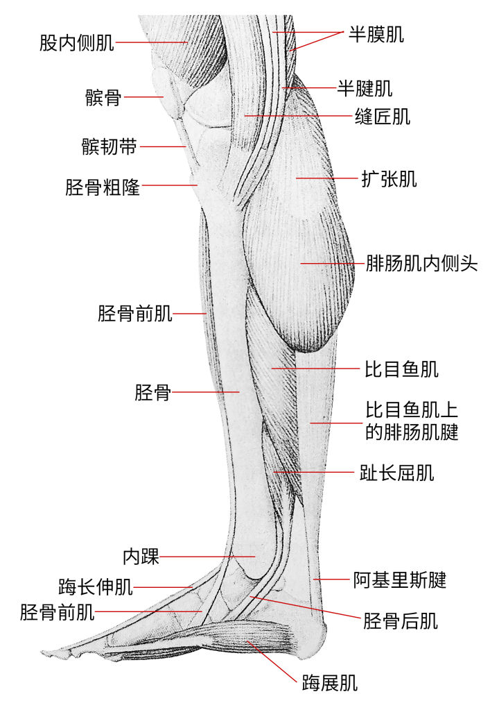 练习人体结构画法,人体腿结构画法