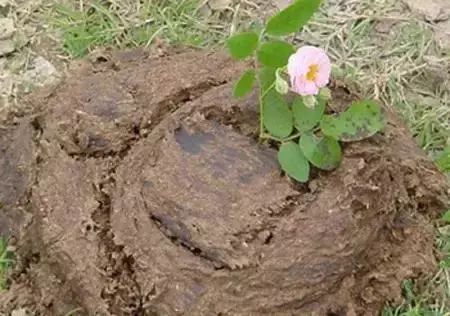 牛粪猪粪鸡粪牛粪各有什么优缺点,牛粪鸡粪猪粪混合哪个肥效更好