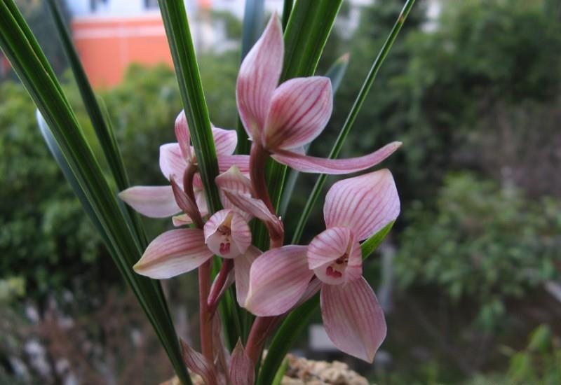 春兰荷瓣艺草名品欣赏,春兰荷瓣名品兰花价格