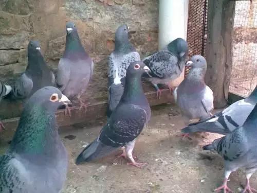 靖远民国以来民间工匠及职业介绍