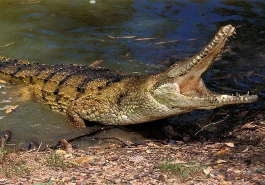 鳄类的养殖与利用,鳄鱼养殖需要注意什么