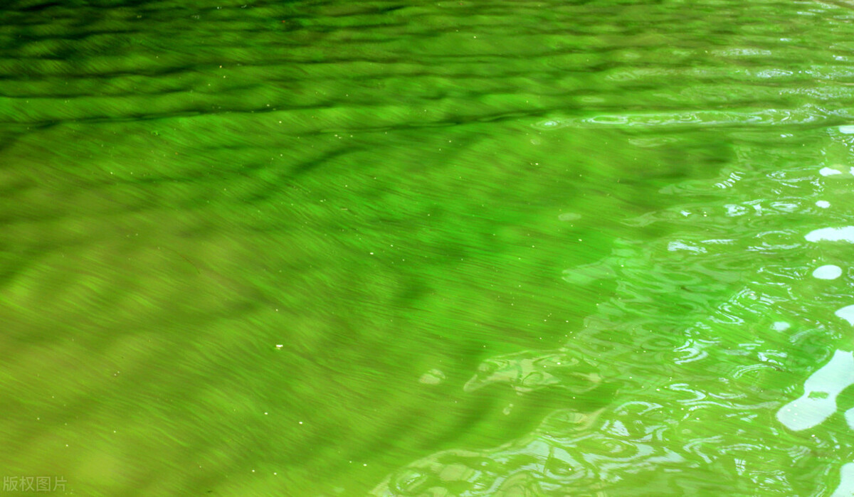 夏季高温蓝藻频发怎么办,盛夏蓝藻怎么防止爆发