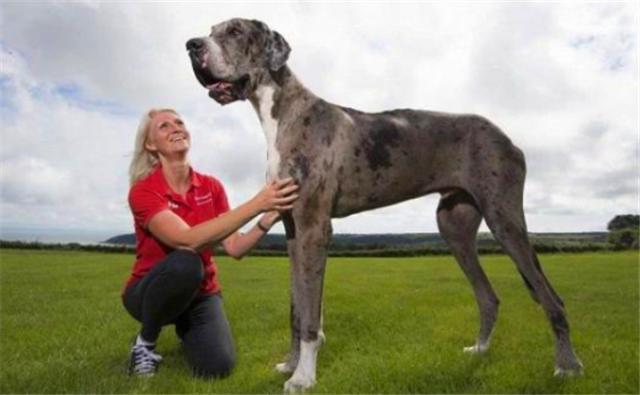 世界上最大的狗身高排名,世界上最大的狗但是一点也不凶猛