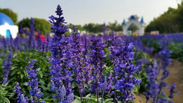 百万葵园一日游,百万葵园最佳游玩时间