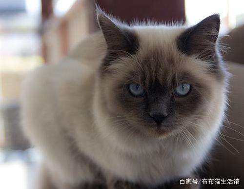 世界45种名犬图片大型犬,世界100种猫图片