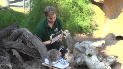 熊猫称完体重后自闭,当熊猫称完体重自闭