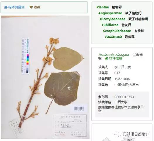 植物检索网站官网,植物检索表100种