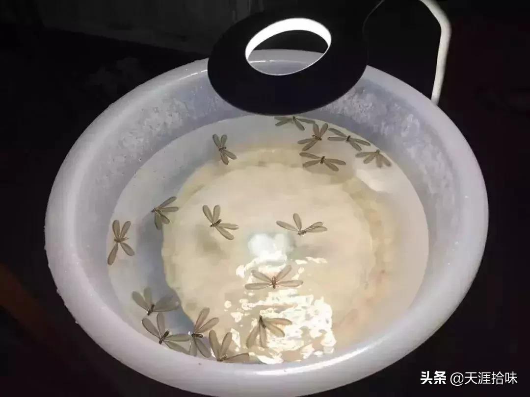 台风来了海岸上很多虫子,台风后出现的虫子