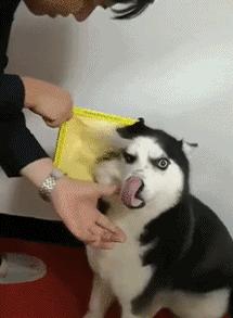 搞笑动图gif高清,搞笑动图gif微信表情包