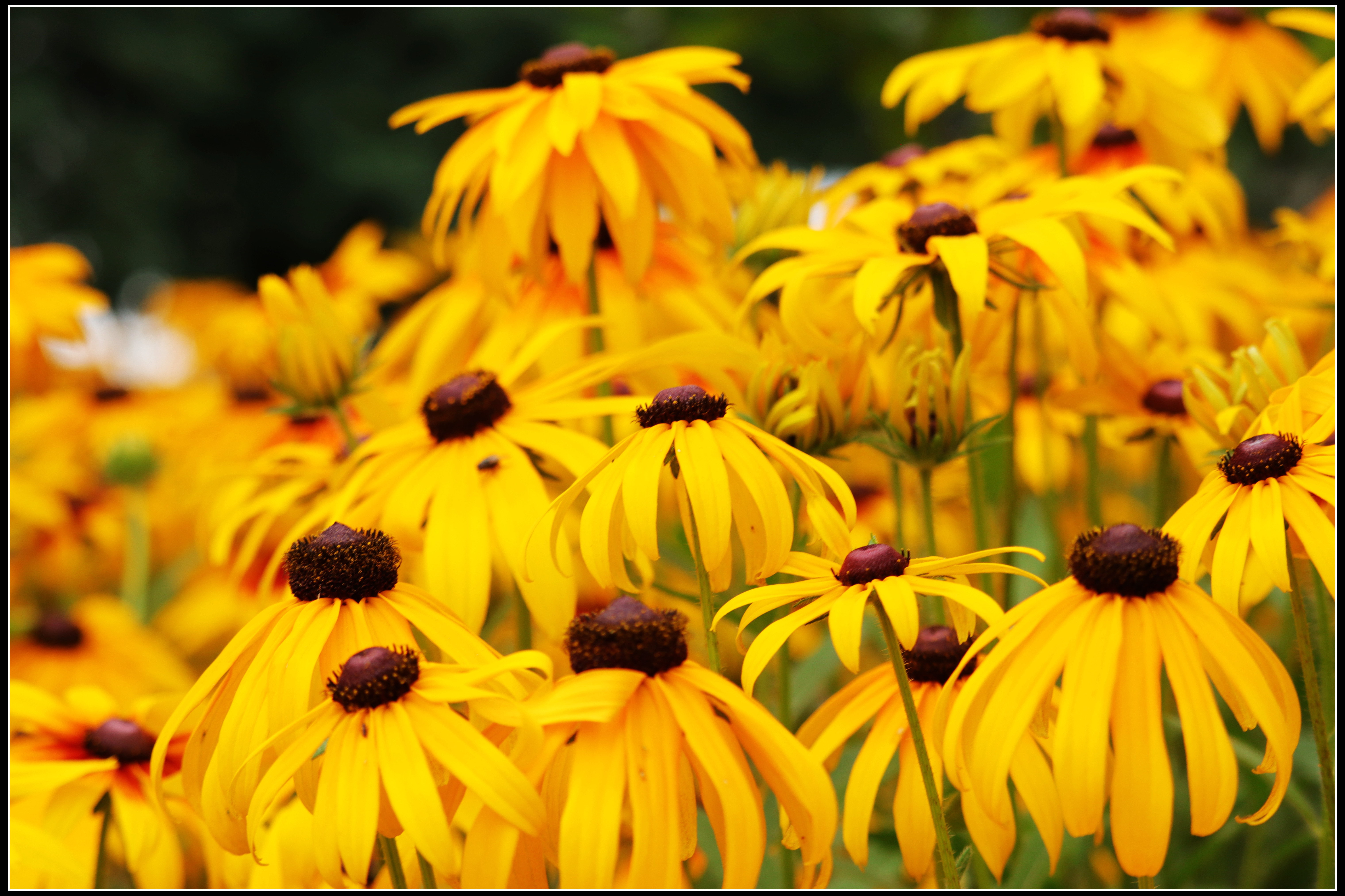 这种花便宜还好养活,5种坑人的花