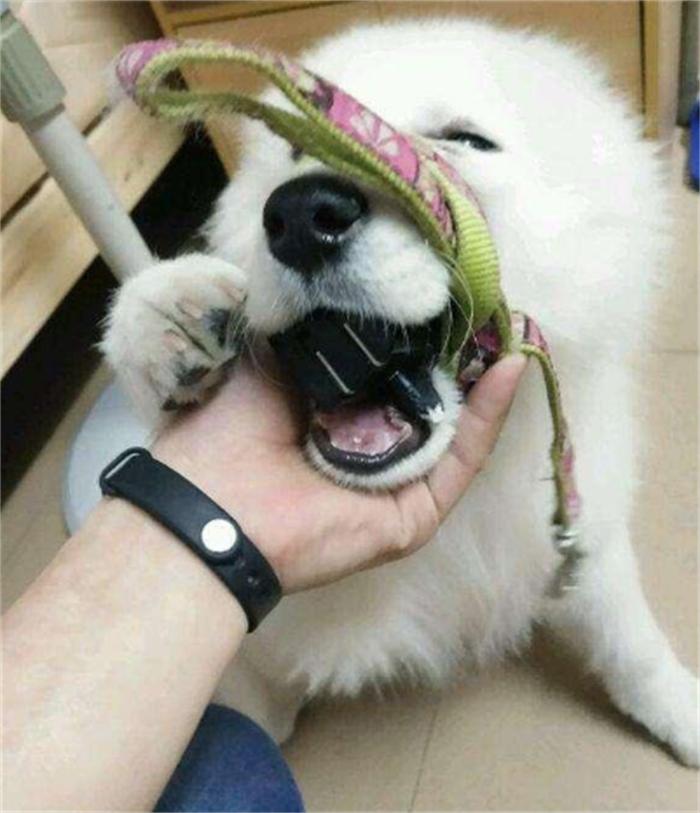 一岁的萨摩耶老是拆家怎么办,6个月的萨摩耶还能接受主人吗