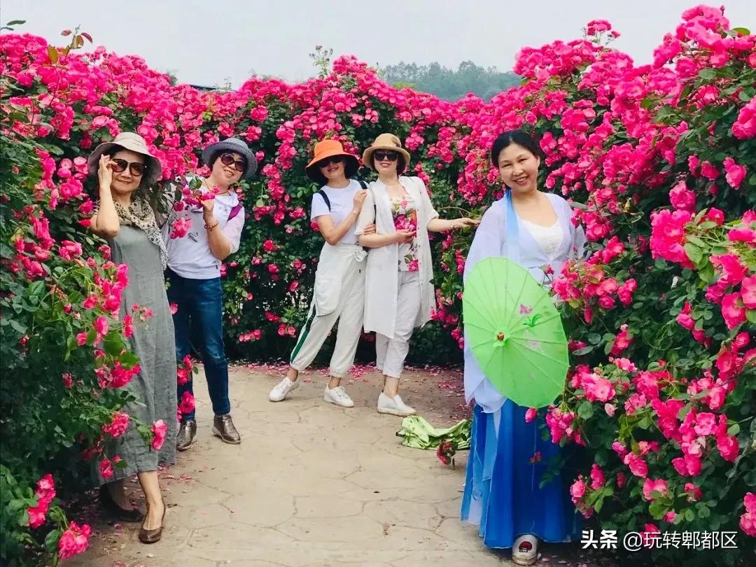 郫都区最美的花海,成都郫都花乡玫瑰开放了吗