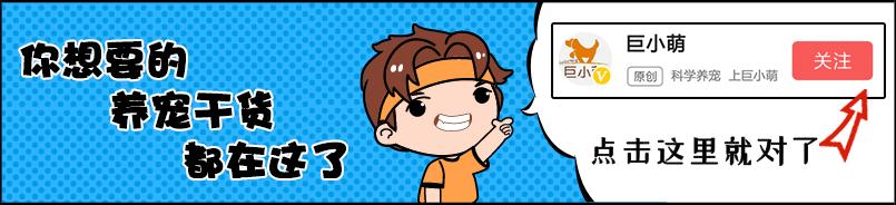 给狗狗剪指甲不剪了怎么办,不小心剪到狗狗指甲血线怎么办