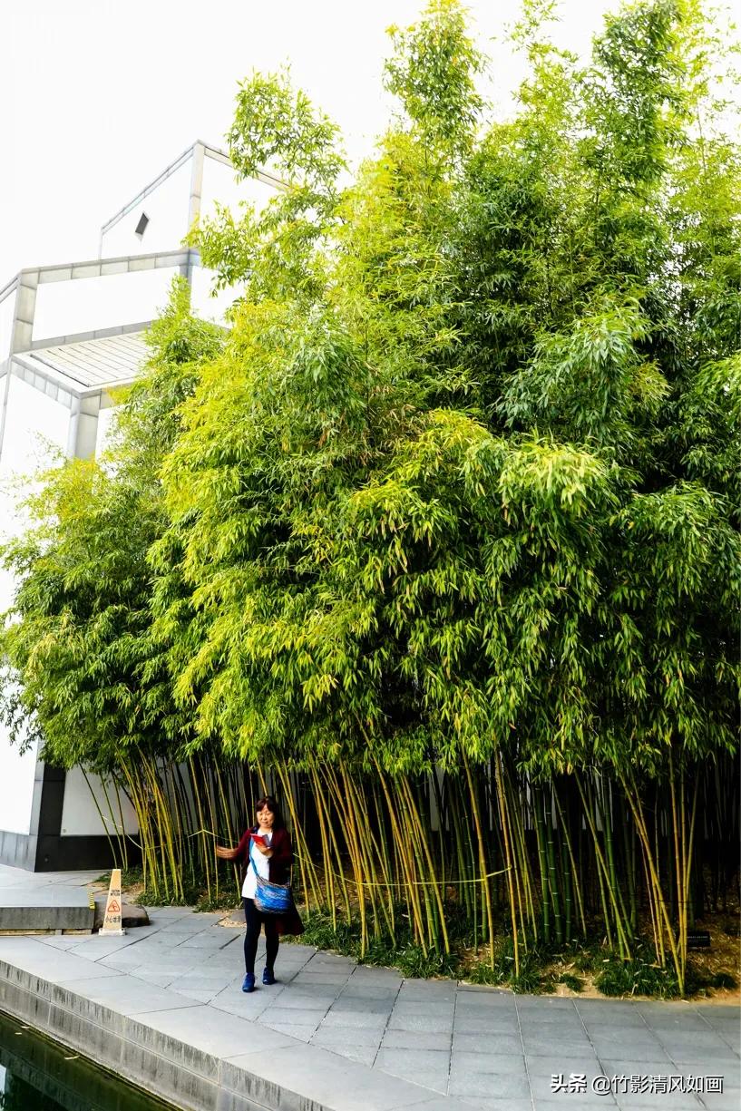 春天里的一抹绿色,春天的一抹绿意