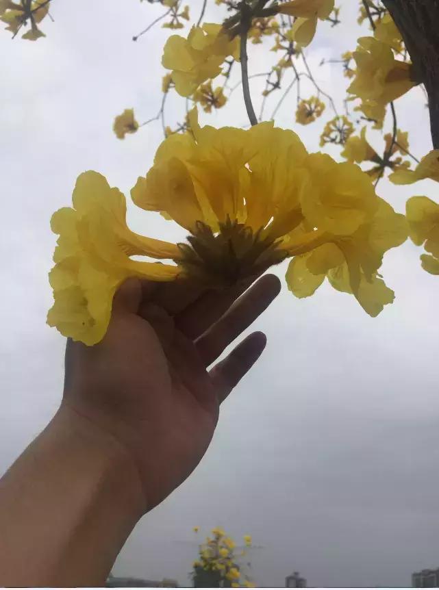 ps怎么把里面的花颜色变好看一点,ps中如何把一朵黄花变为紫花