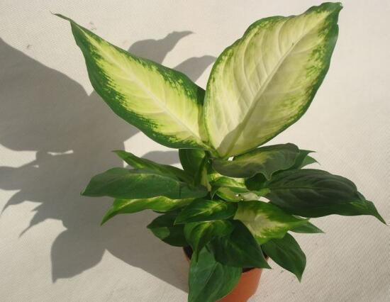 紫背万年青有没有药用价值,紫背万年青有毒吗