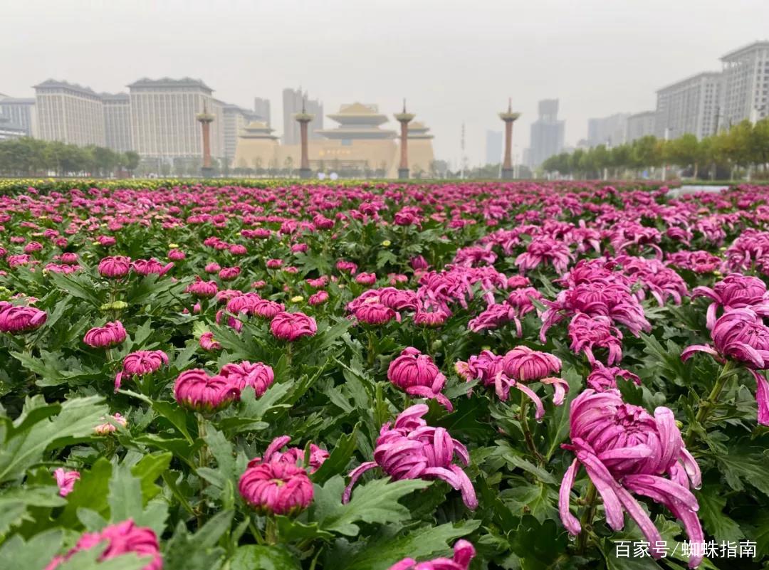 重阳节赏菊花的介绍,赏菊打卡好去处