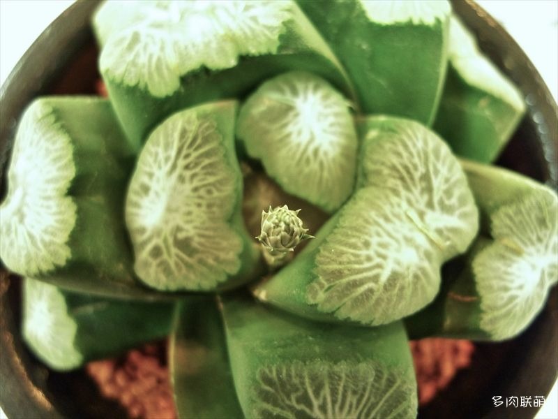 多肉玉露寿的品种图鉴,日本十大耐阴多肉