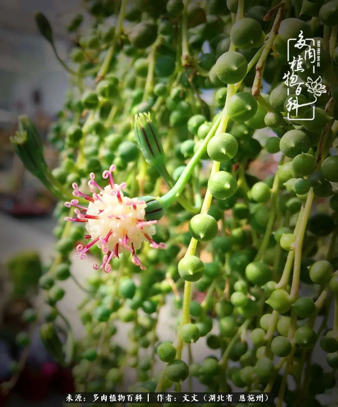 夏季多肉花园图片,初夏多肉花园