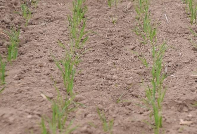 小麦播种后土地干旱怎么办,土壤湿度太大种小麦怎么解决