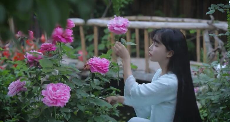 李子柒的院子都种的啥,李子柒推荐的三种花
