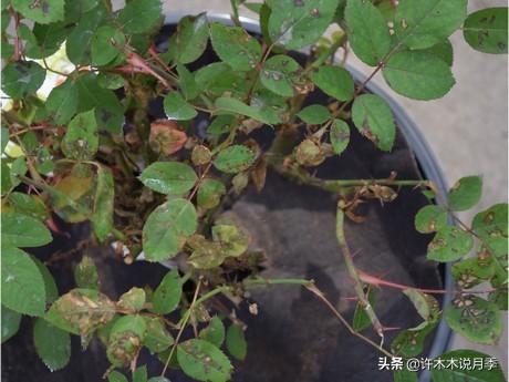 月季叶子枯萎怎么修剪,月季灰霉