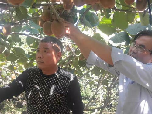 宝鸡市眉县有个“刘大能”十年卖桃9000万斤