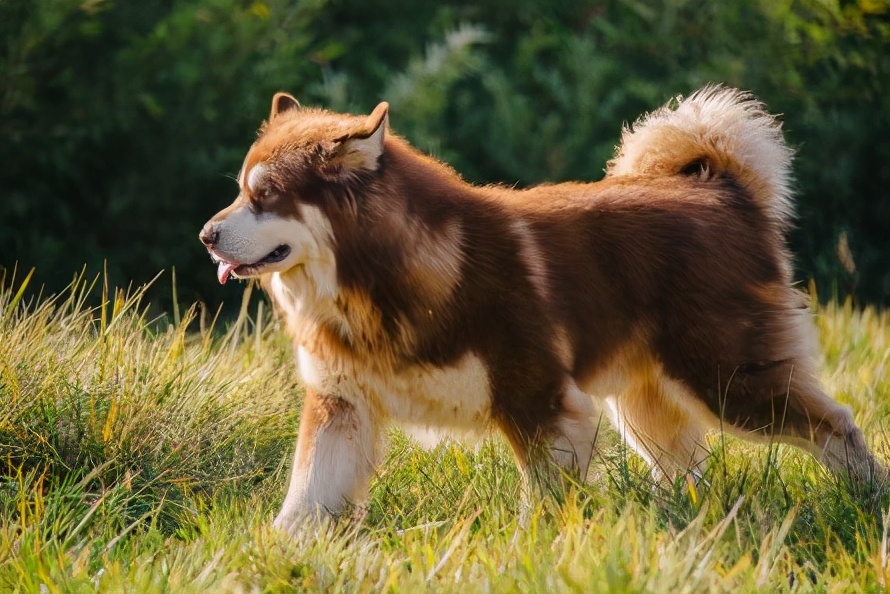 养阿拉斯加犬注意事项,饲养阿拉斯加注意事项