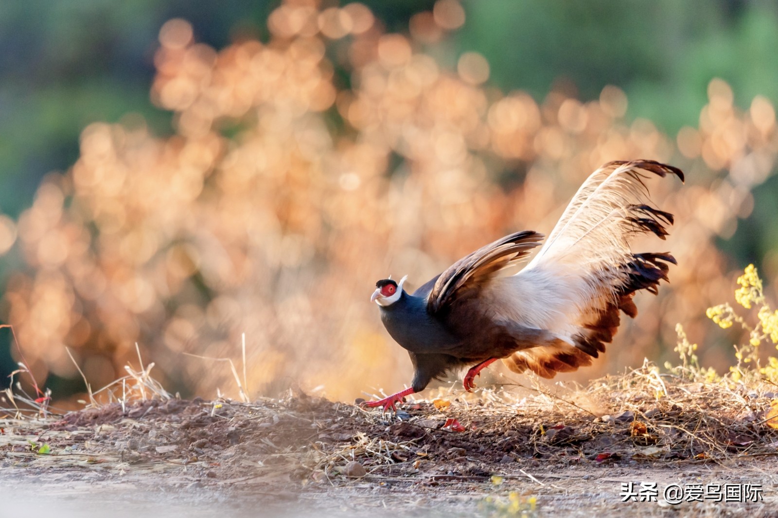 鸟类最好看的照片,100张绝美鸟类图片