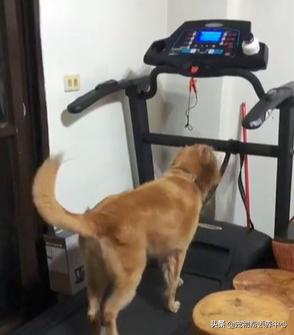 下雨天在家运动，大金毛竟这样偷懒！铲屎官笑喷