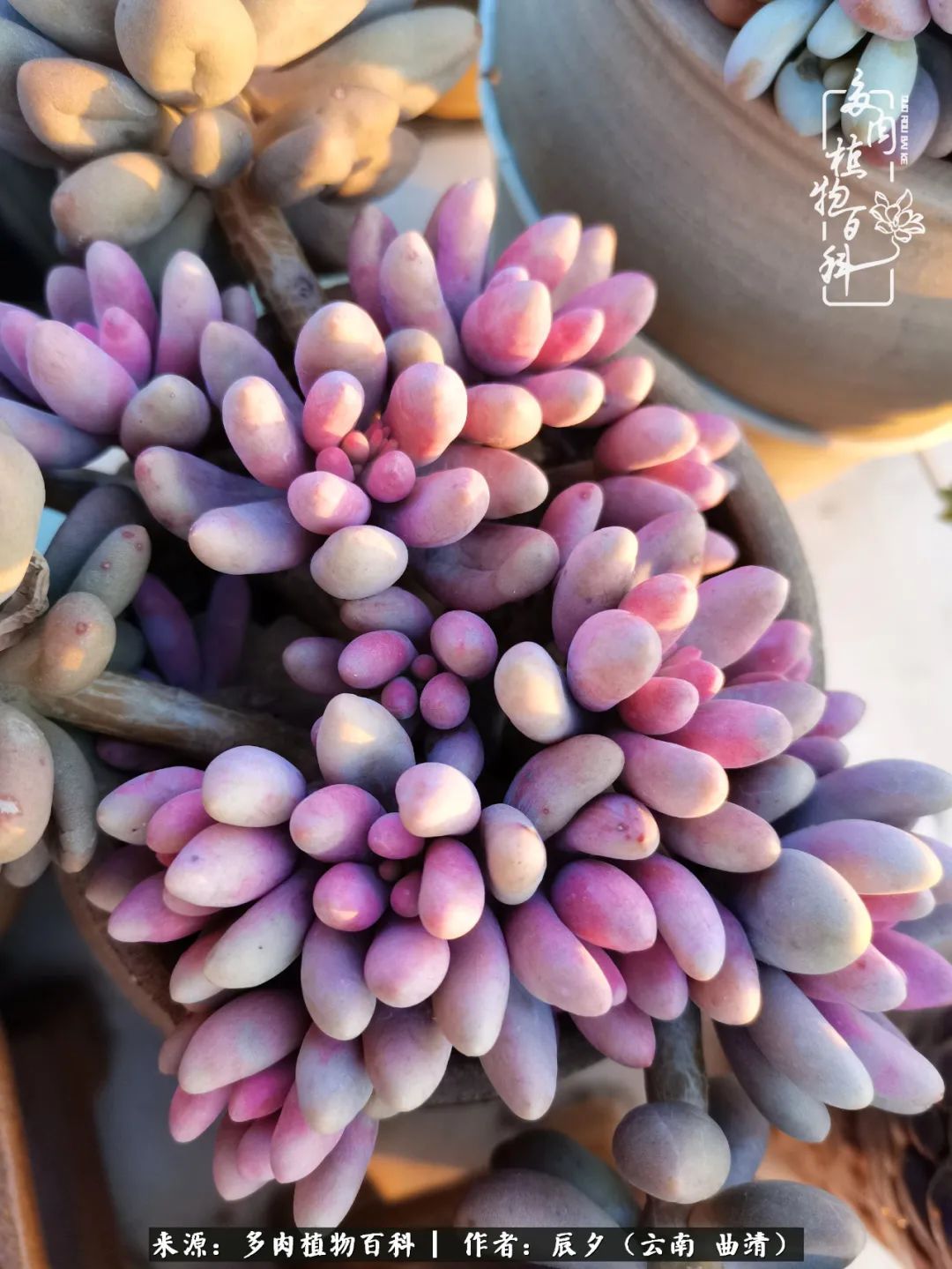 缂辩换鏃栨棊钁宠暏鐢熼,缂辩换鏃栨棊钁宠暏鐢熼鍑哄