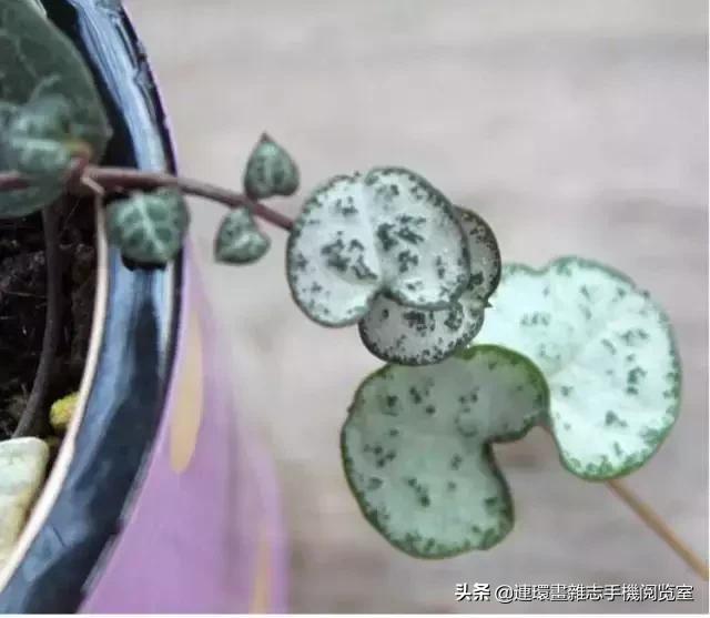 365种多肉图谱大全,365种鲜花图册大全