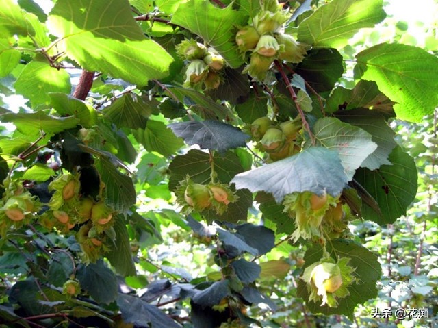 榛子贵不,榛子很贵吗