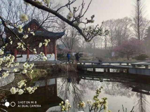 梅花山小梅山,南京梅花山和第一梅山有区别