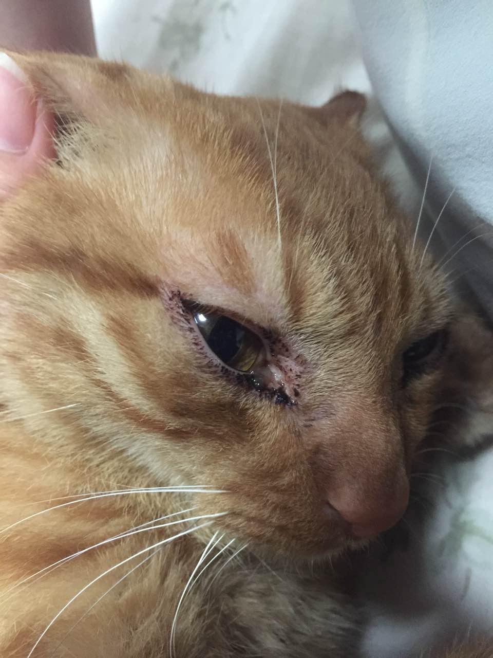 猫咪的眼炎怎么滴药,猫咪的眼部疾病有哪些