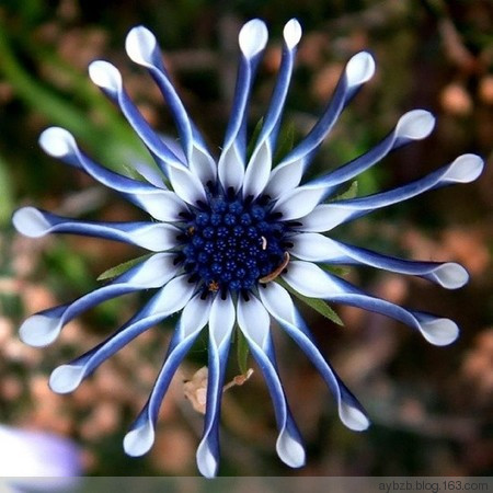 最好记的花名大全,很难得一见的花