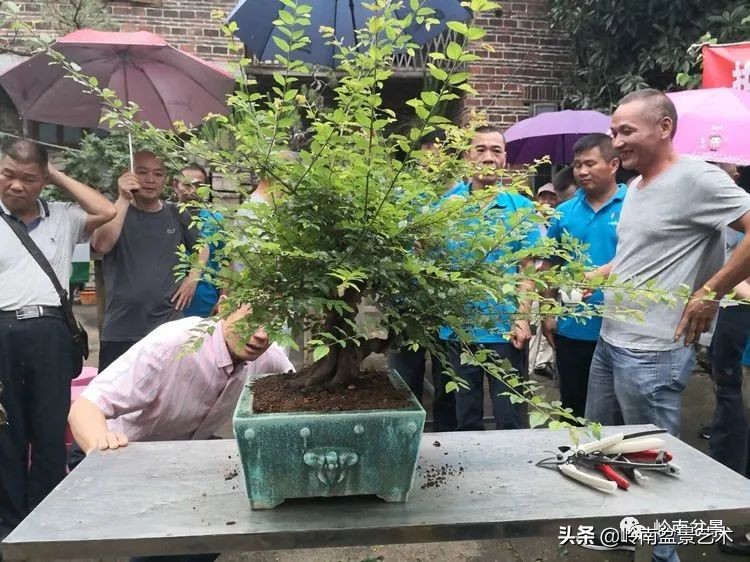 广东的盆景有哪些,适合广东玩的盆景