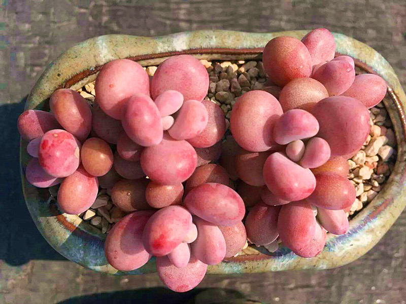 桃蛋叶片干瘪发绿是什么原因,多肉桃蛋叶子干瘪怎么办