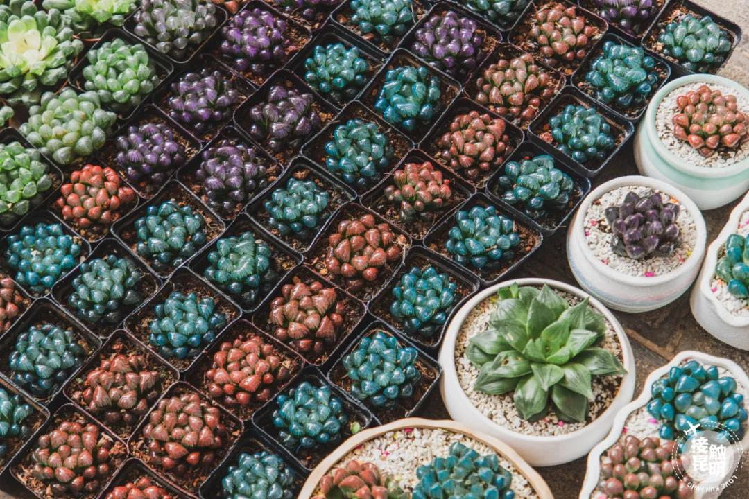 逛逛园博花鸟市场,园博花鸟市场攻略