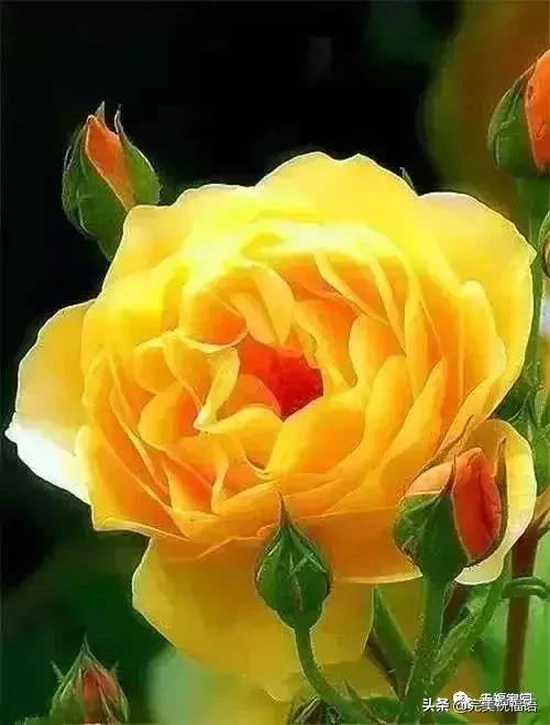 正月初九寓意的吉祥话,正月初九美好的祝福送给有缘的人