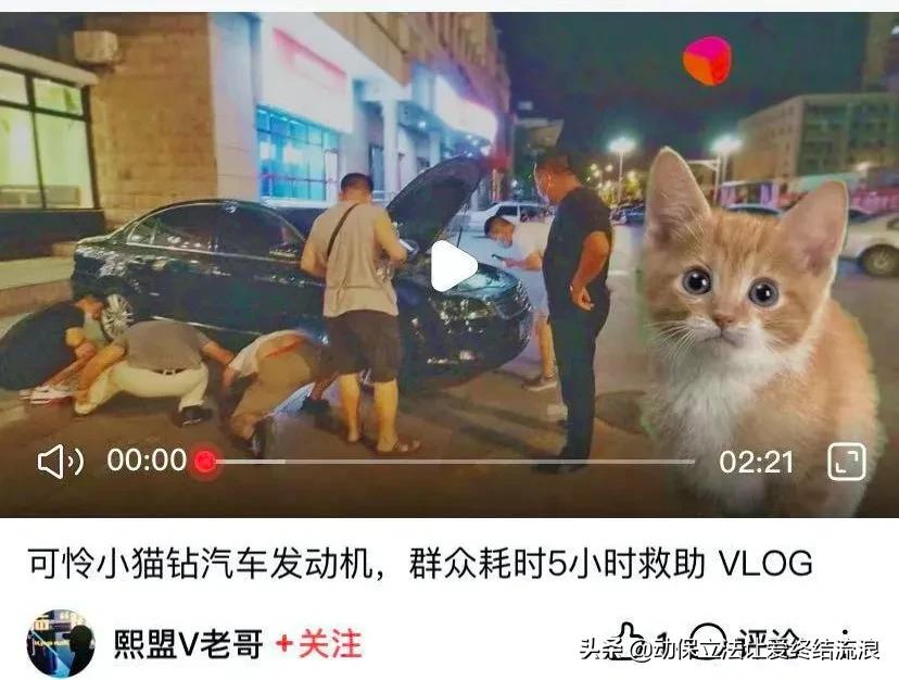 猫在车底不出来怎么办,车底进猫