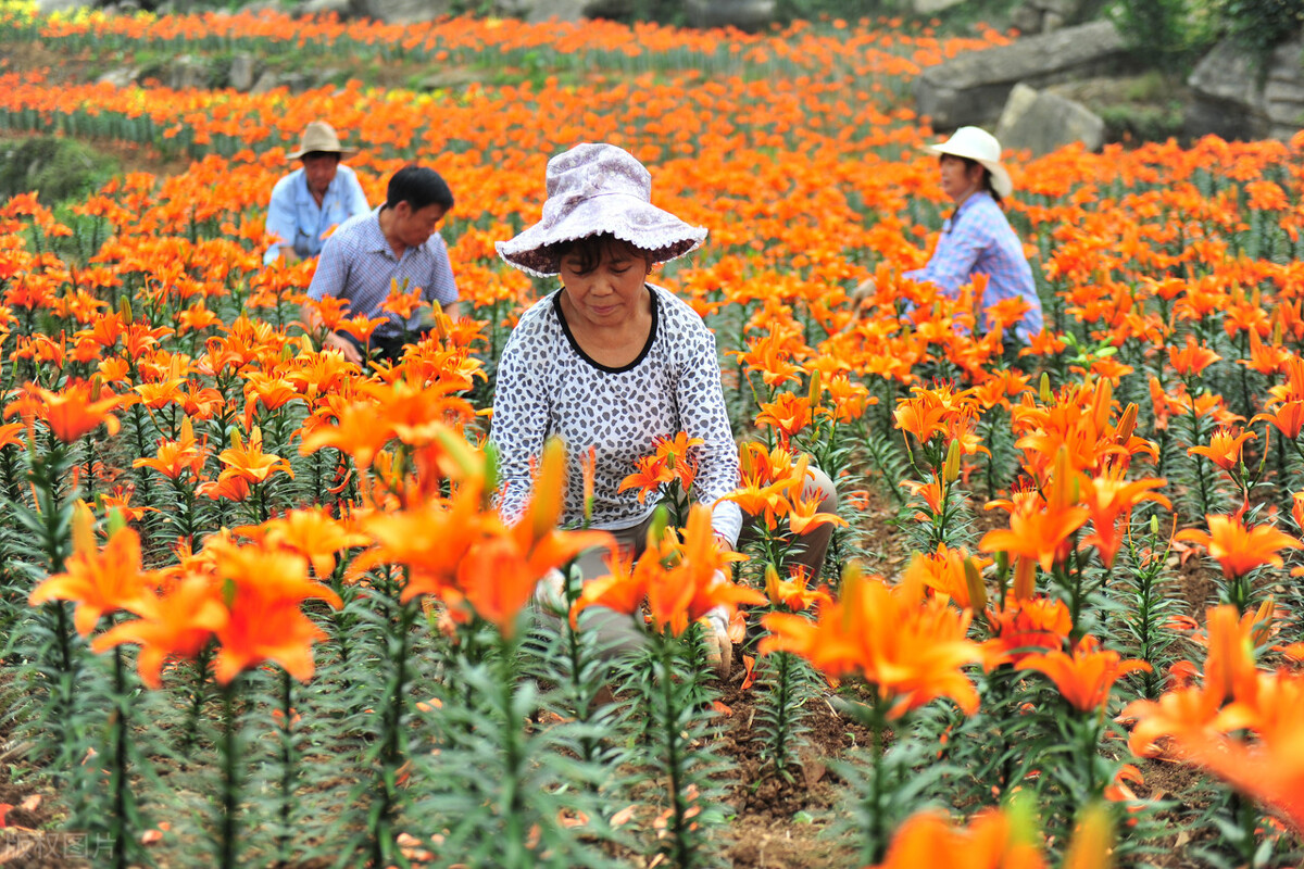 乡村振兴在农村有什么创业项目,2023年乡村振兴创业项目有哪些