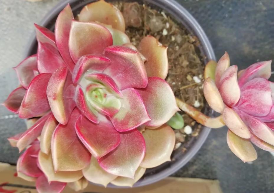 多肉养出状态来有多美？这102种多肉控养上色之后美呆了