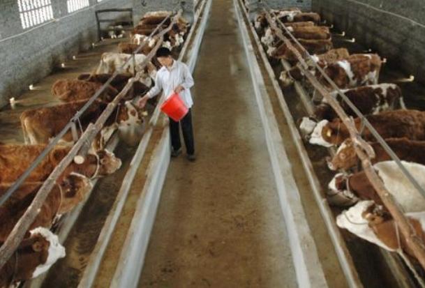 现在肉牛养殖前景如何,养殖肉牛生意怎么做