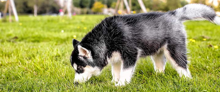 狗狗不爱喝水了怎么办,狗狗不爱喝水怎么办有什么妙招