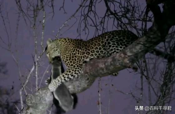 蜜獾不怕毒蛇吗,蜜獾无所畏惧