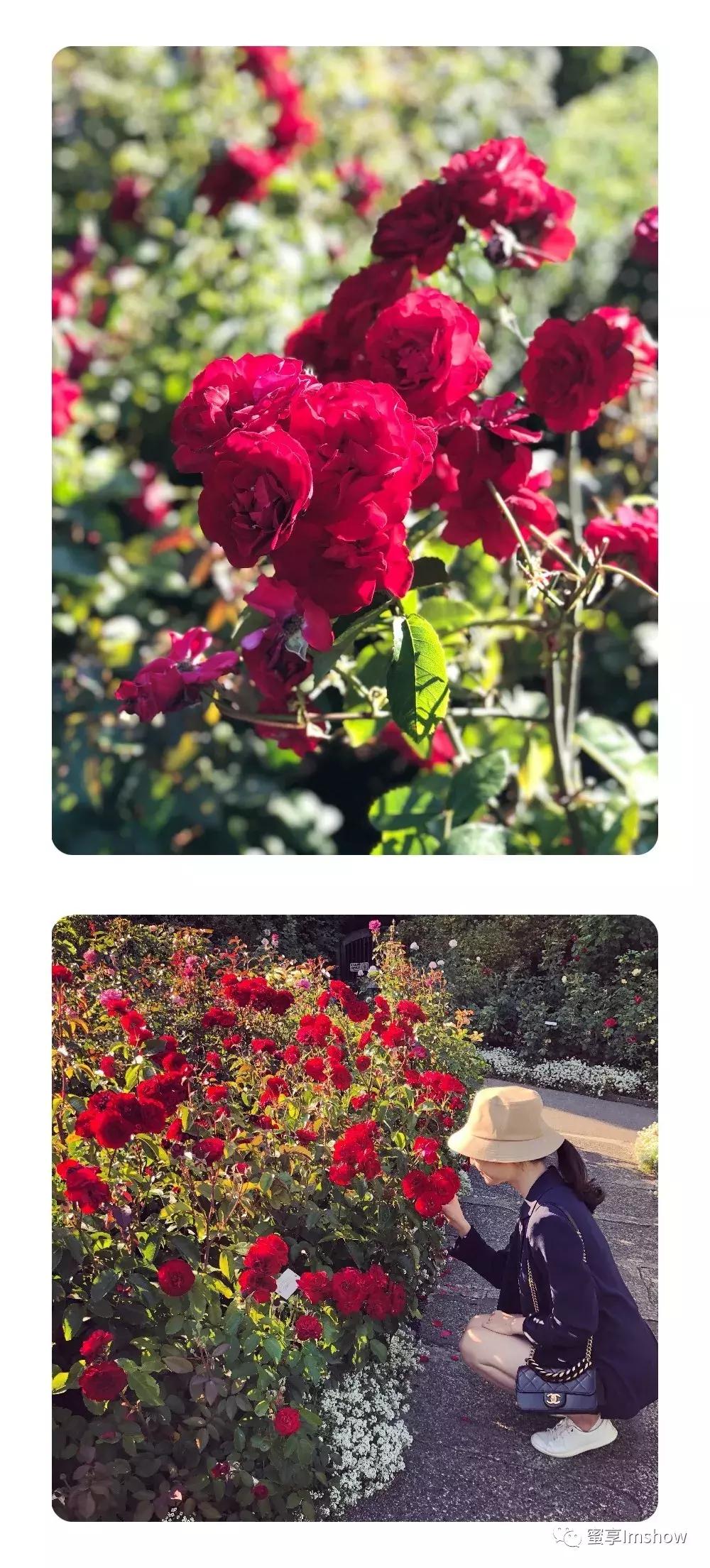 走进爱丽丝梦游仙境,爱丽丝梦游仙境绝美森林