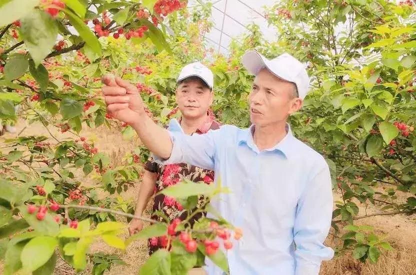 宁波横溪樱桃采摘,宁波周边樱桃采摘
