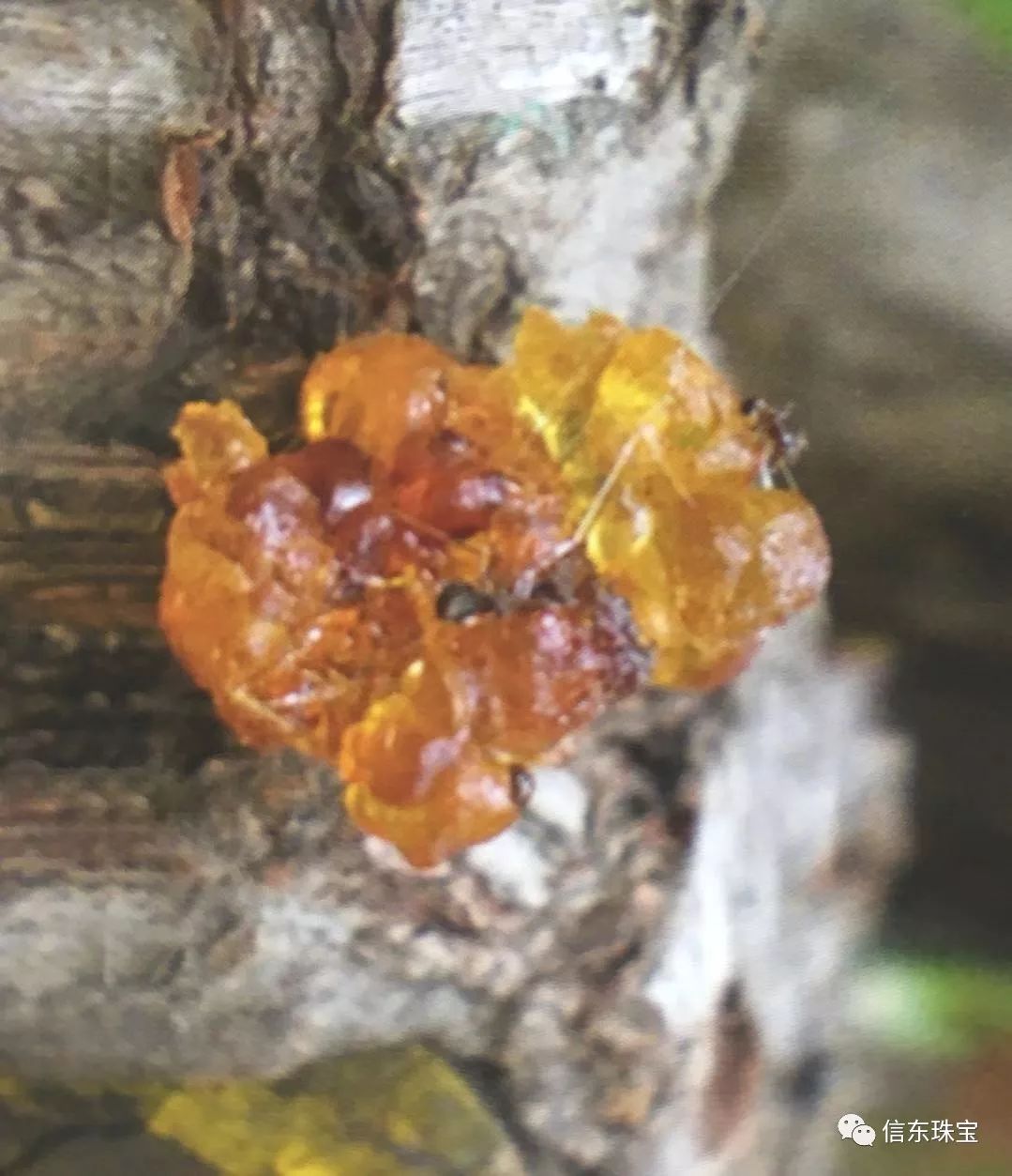 第一节是什么节,什么是琥珀呢